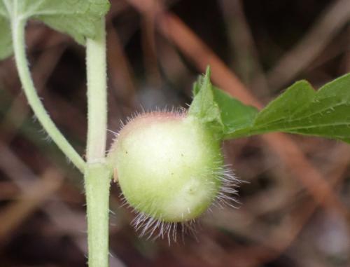 Liposthenes glechomae